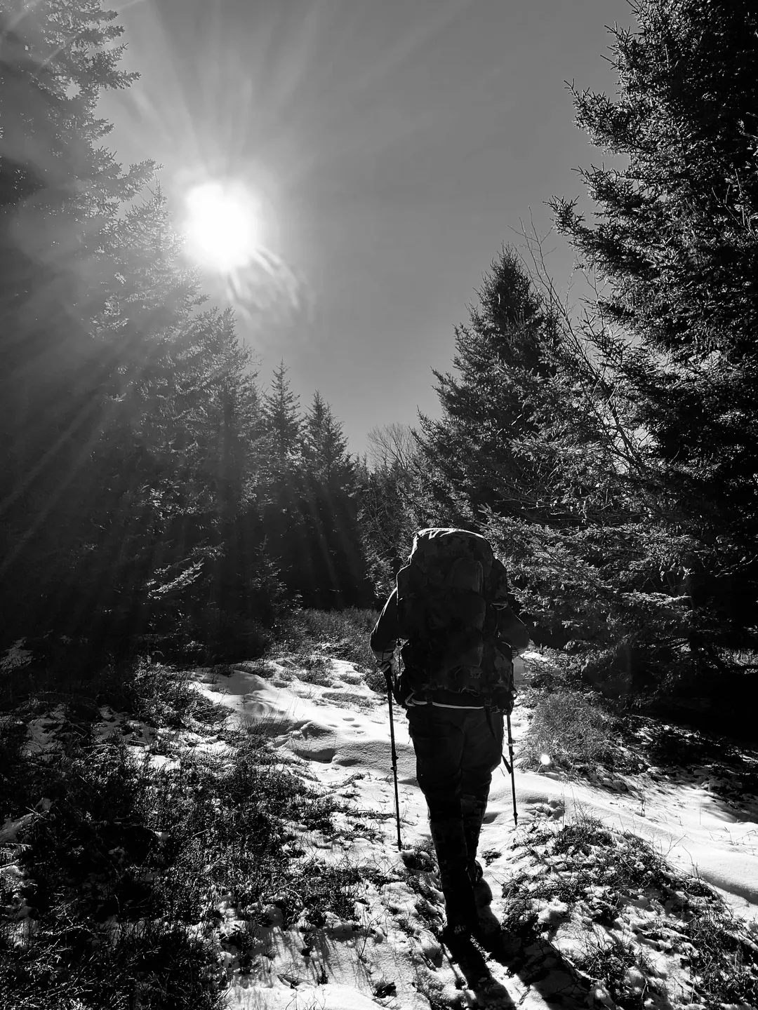 Person hiking on a sunny forest trail with trekking poles.
